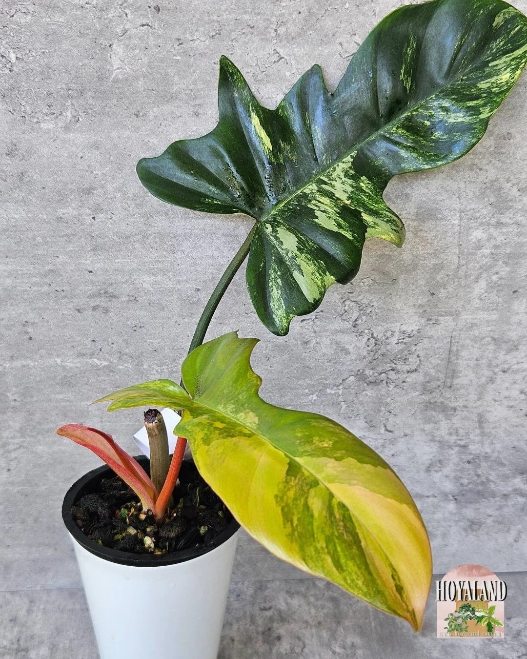 Philodendron Florida beauty x Mayoii (Kitina) — Hoya Land Rare